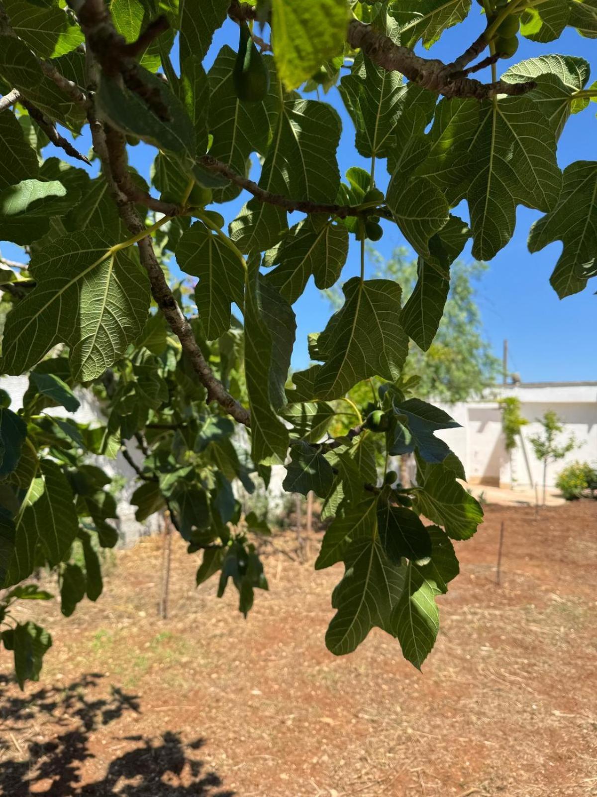 Villa Carmela A San Pietro In Bevagna Εξωτερικό φωτογραφία